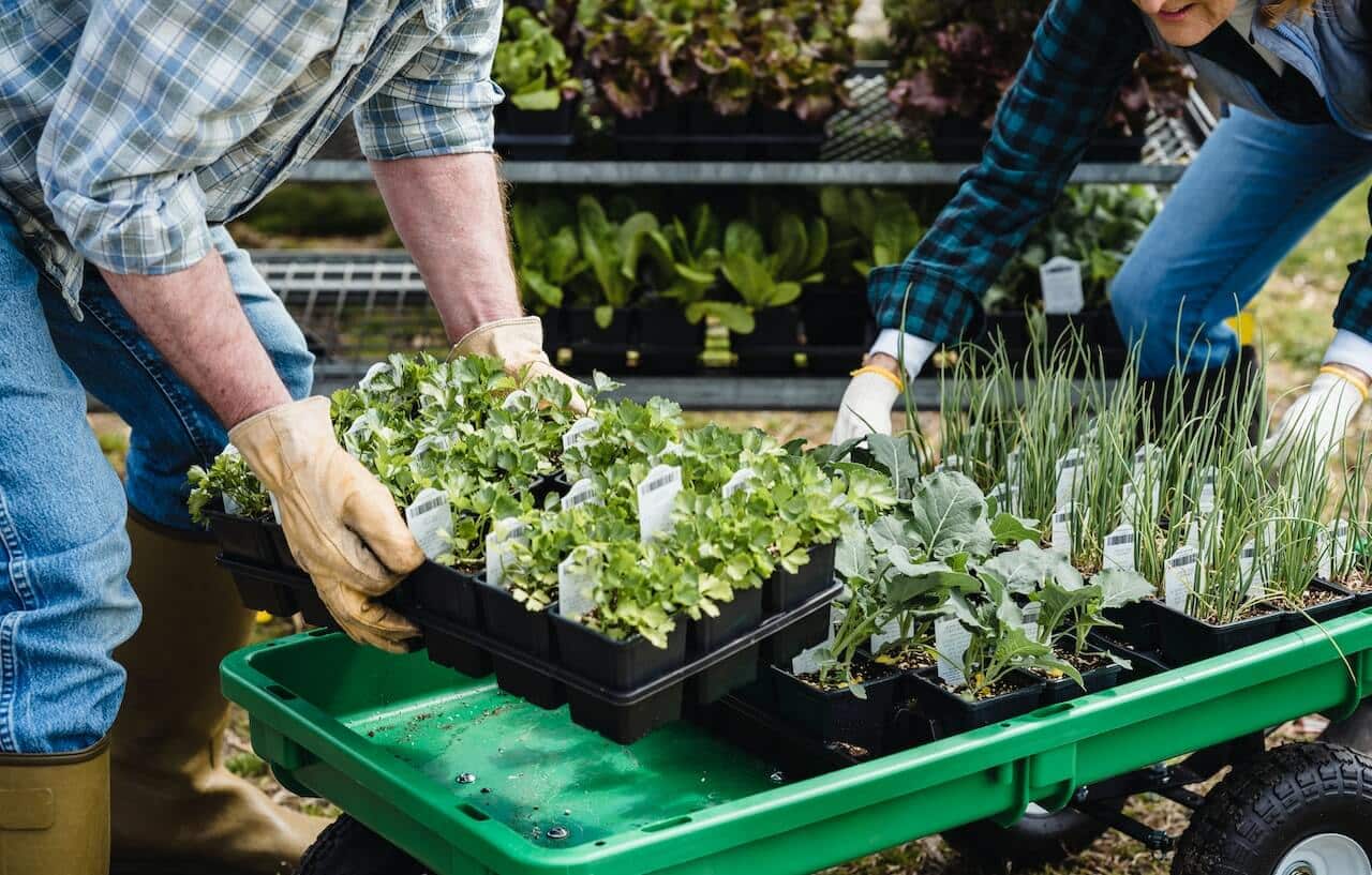 Cómo montar una empresa de jardinería paso a paso