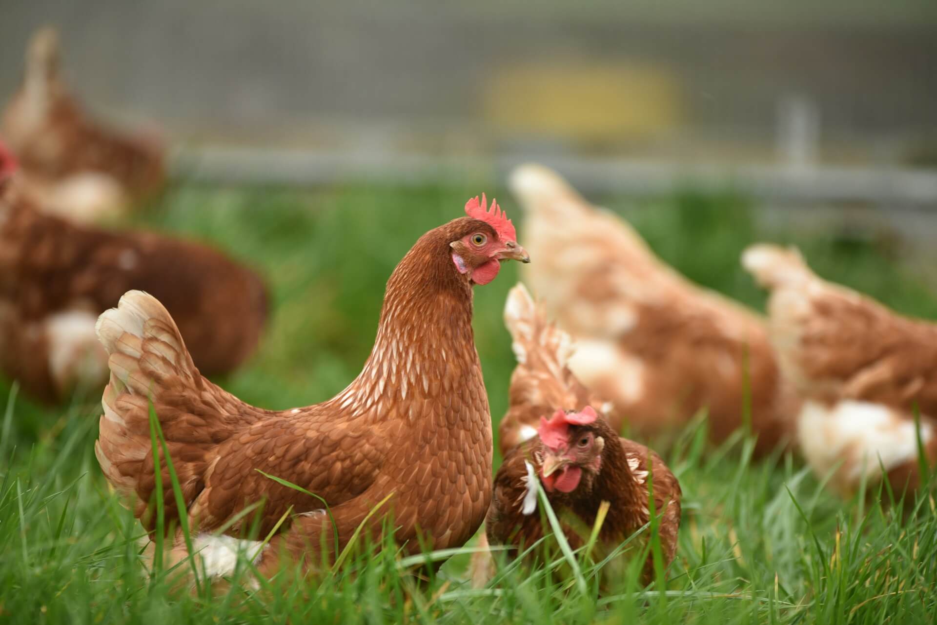 Cómo montar una granja avícola paso a paso